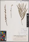 Foto von Salix elaeagnos Scop. x Salix viminalis L.